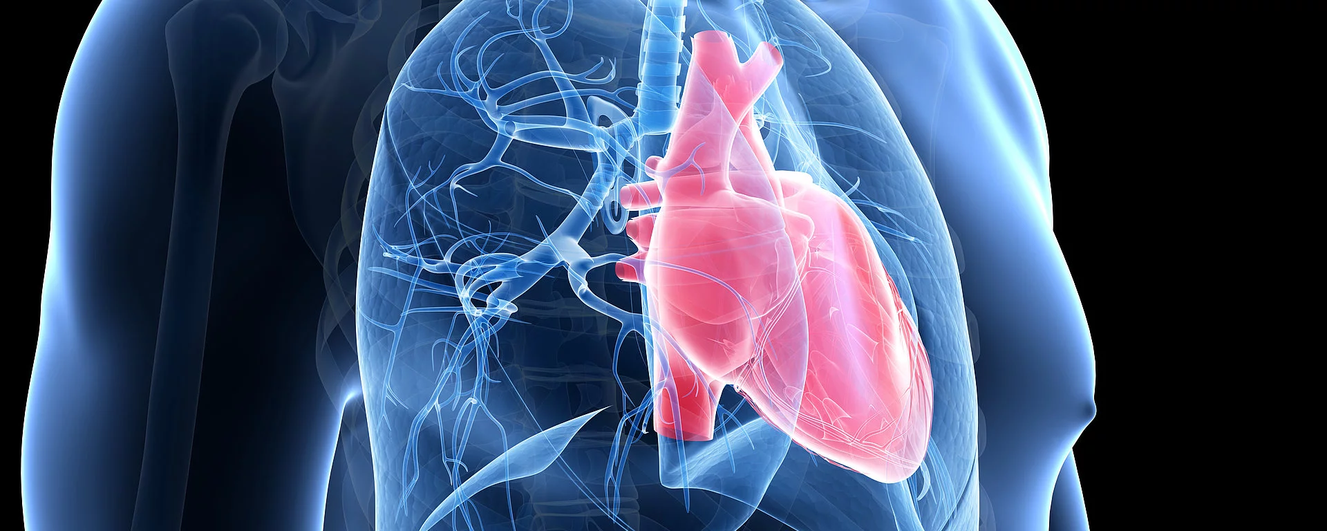 medizinische Illustration von Herz und Lunge